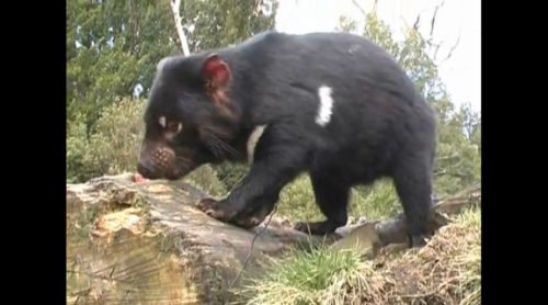 Dining with the Tasmanian devil - Australian Geographic Dining with the Tasmanian devil - Australian Geographic