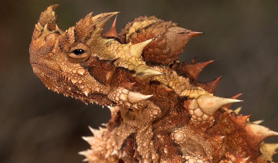The thorny devil lizard's drinking habits - Australian Geographic