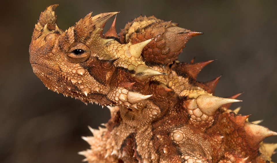 In pictures: the seemingly judgemental glare of the thorny devil ...