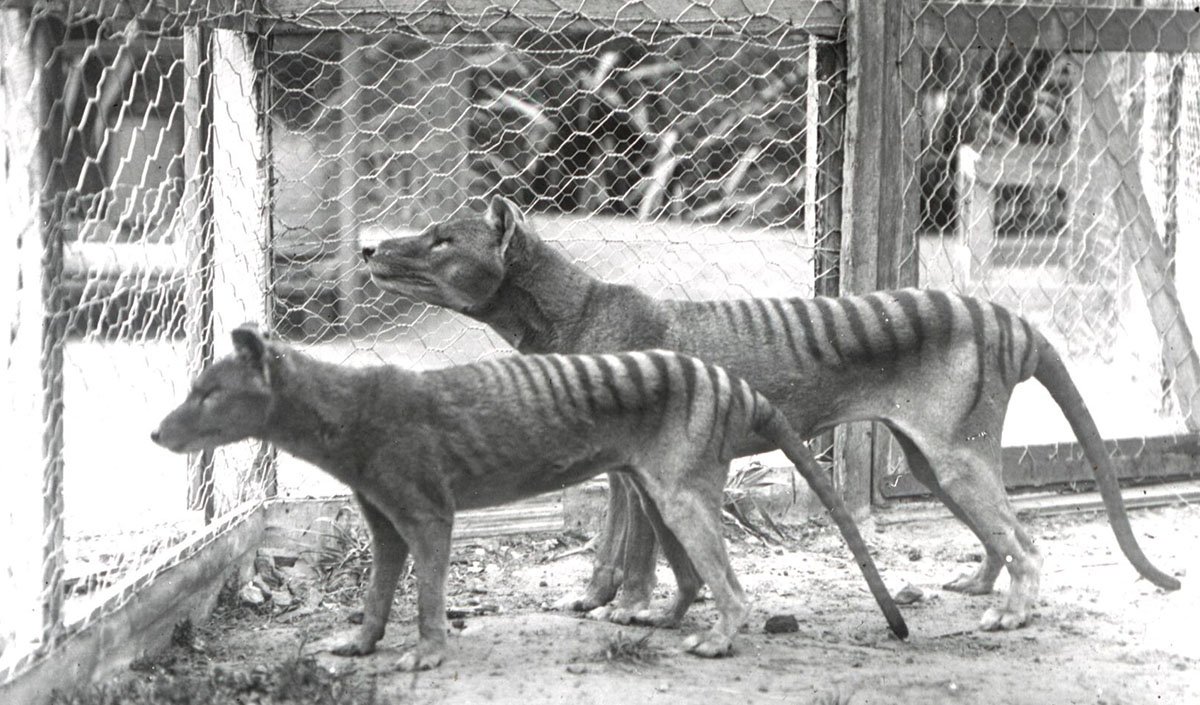 Image result for thylacine