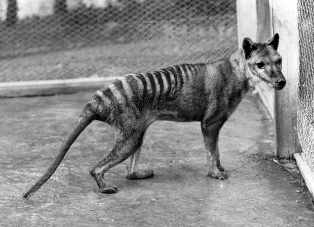 tasmanian tiger Archives - Australian Geographic