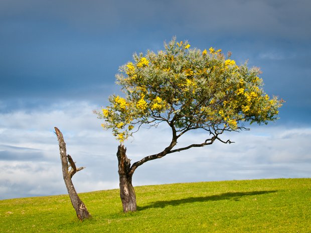 The Wattle Tree by John Bell The Wattle Tree by John Bell