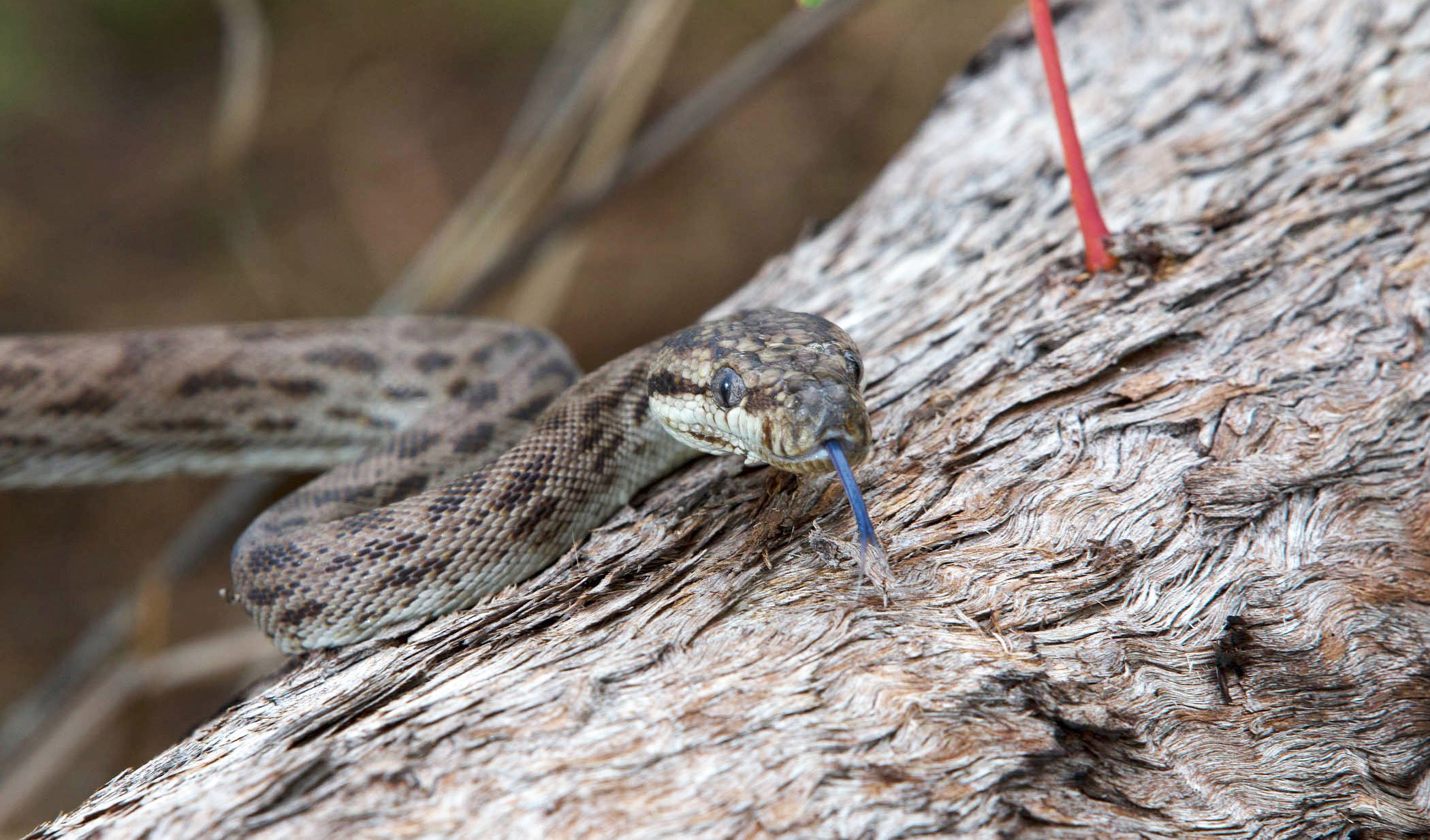 GALLERY Native wisdom Australian Geographic
