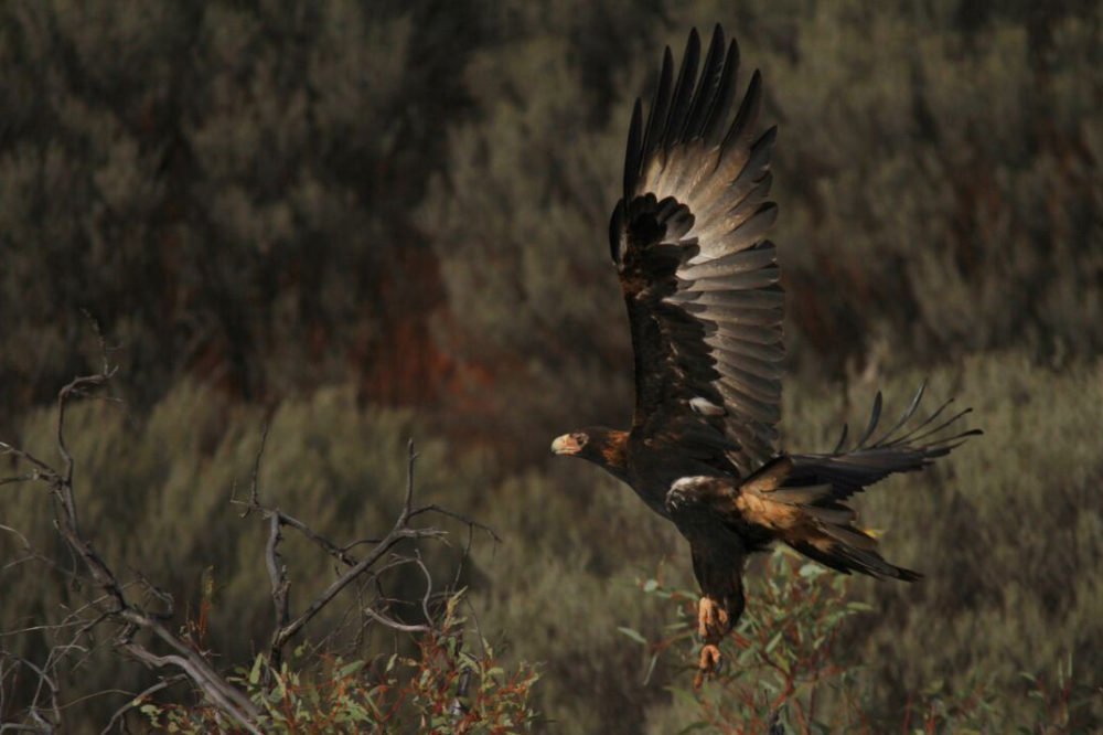 The plight of our wedgetailed eagles Australian Geographic