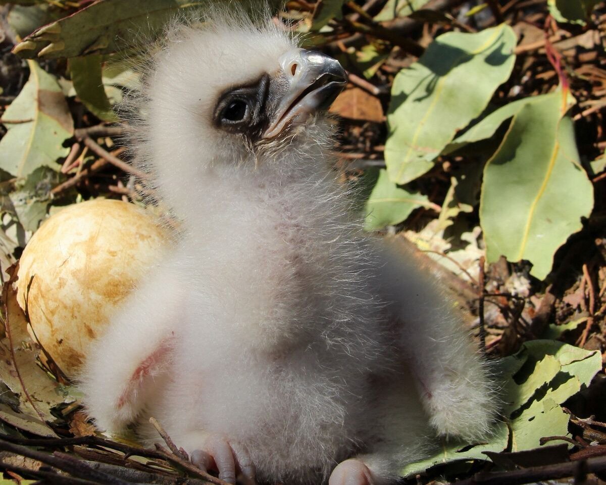 The plight of our wedgetailed eagles Australian Geographic