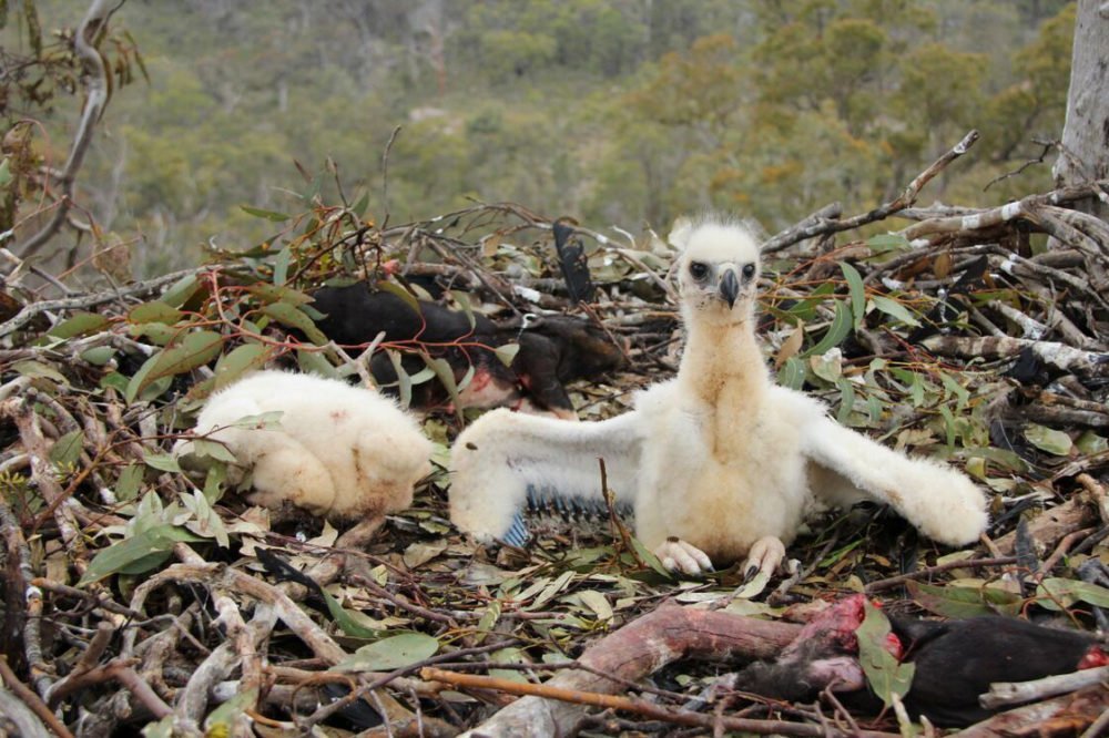 The plight of our wedgetailed eagles Australian Geographic