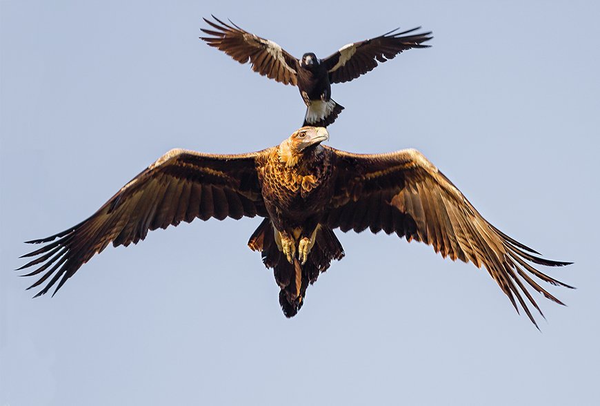 krak Forudsætning Lykkelig Wedge-tailed eagle under attack - Australian Geographic