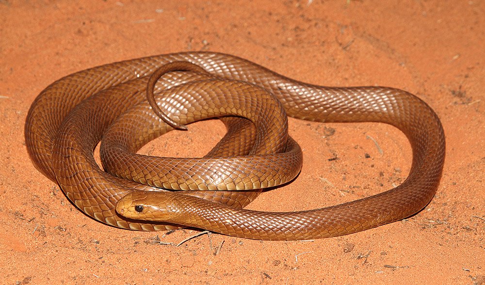 Australia's deadly and mysterious taipan - Australian Geographic