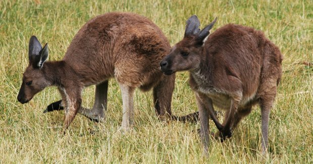 Muscly arms helps roos attract the ladies - Australian Geographic Muscly arms helps roos attract the ladies - Australian Geographic