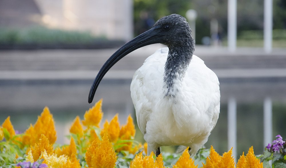 The Smelly Canary In Our Cities Australian Geographic