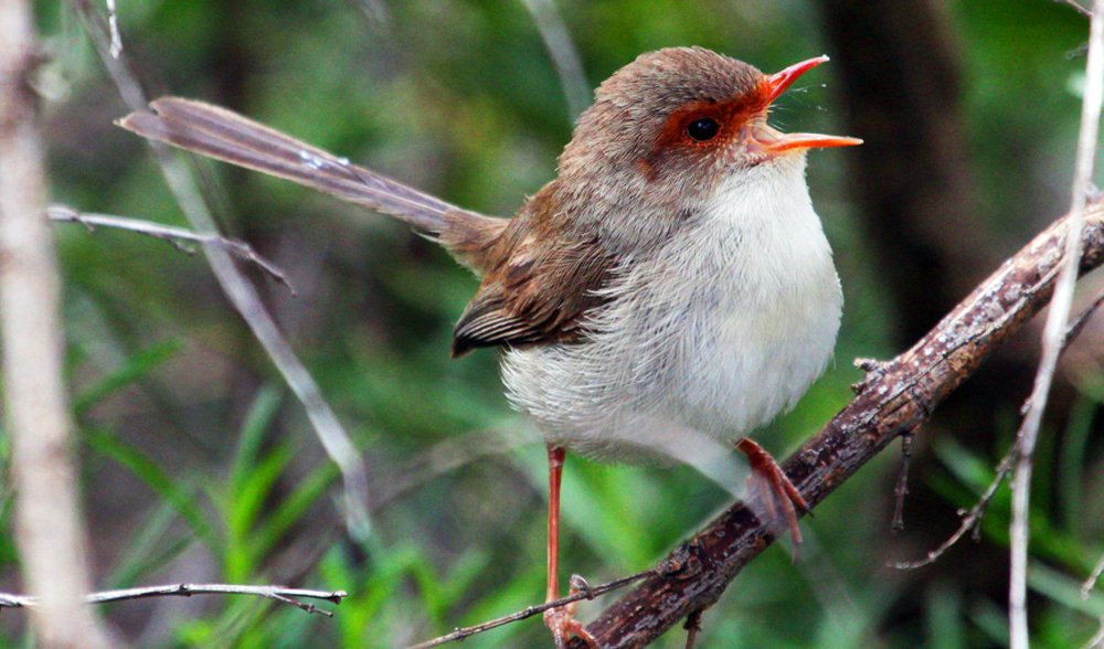 Why Do Female Birds Sing?