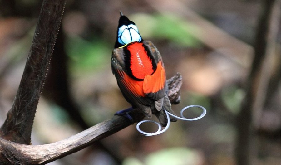 Planet Earth 2 Wilson's Bird Of Paradise Wilson's bird of paradise - Australian Geographic