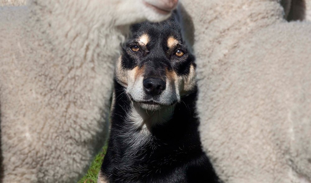 Gallery A tribute to Aussie working dogs Australian Geographic