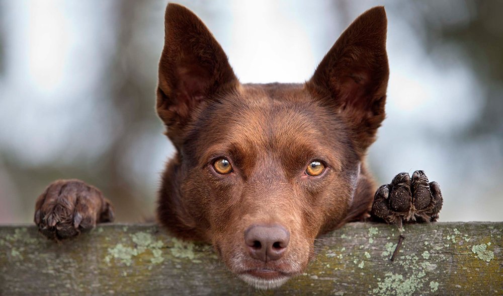 research on working dogs