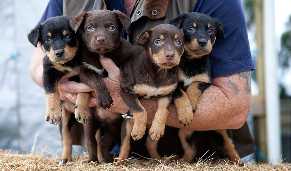 Gallery A tribute to Aussie working