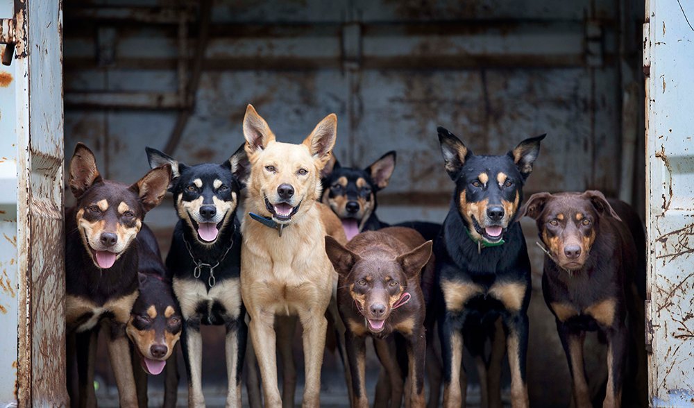 farms for dogs near me