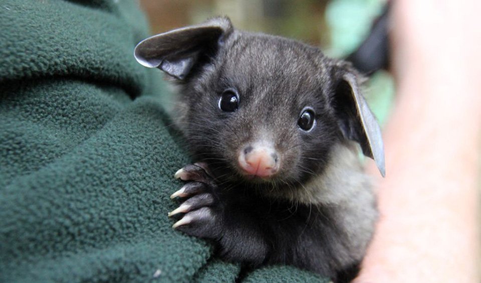 Sugar deals glider joey