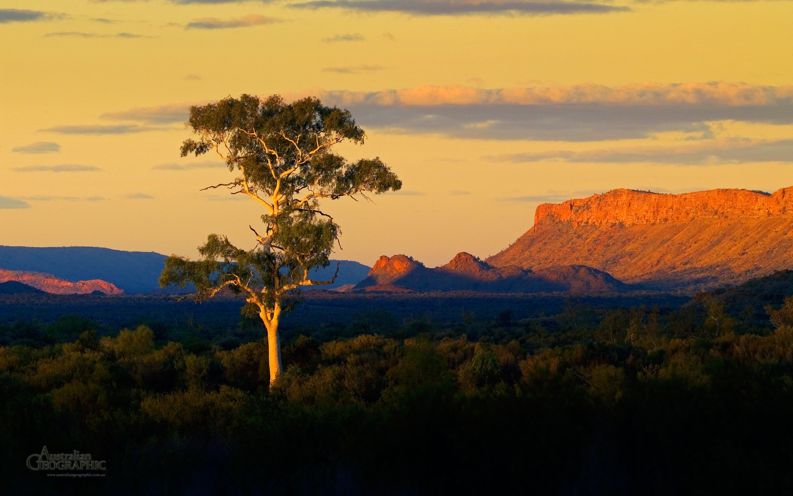 Alice Springs ghost gum - Australian Geographic