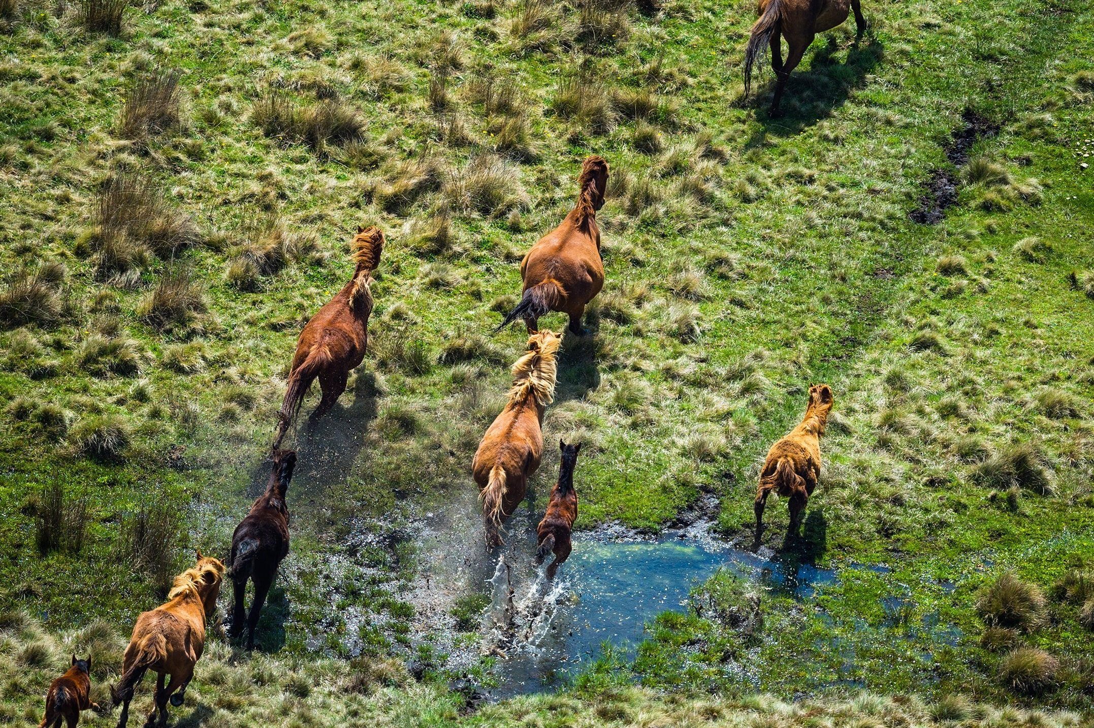 Wild, free and feral: how brumbies are destroying Australia’s peatlands