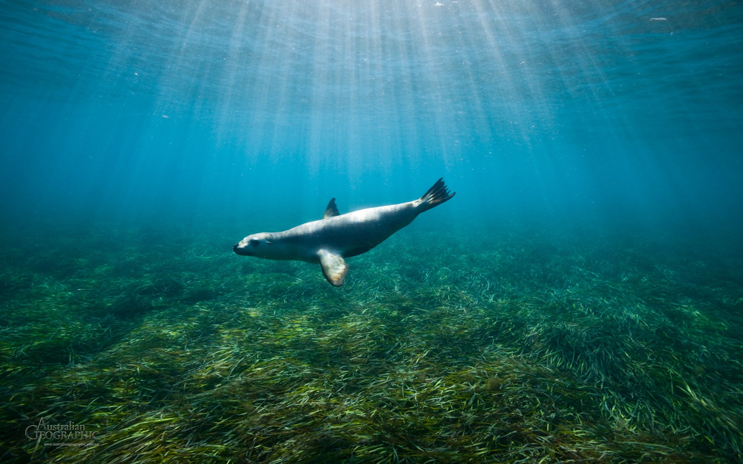 Sea lion, Hopkins Island, SA - Australian Geographic