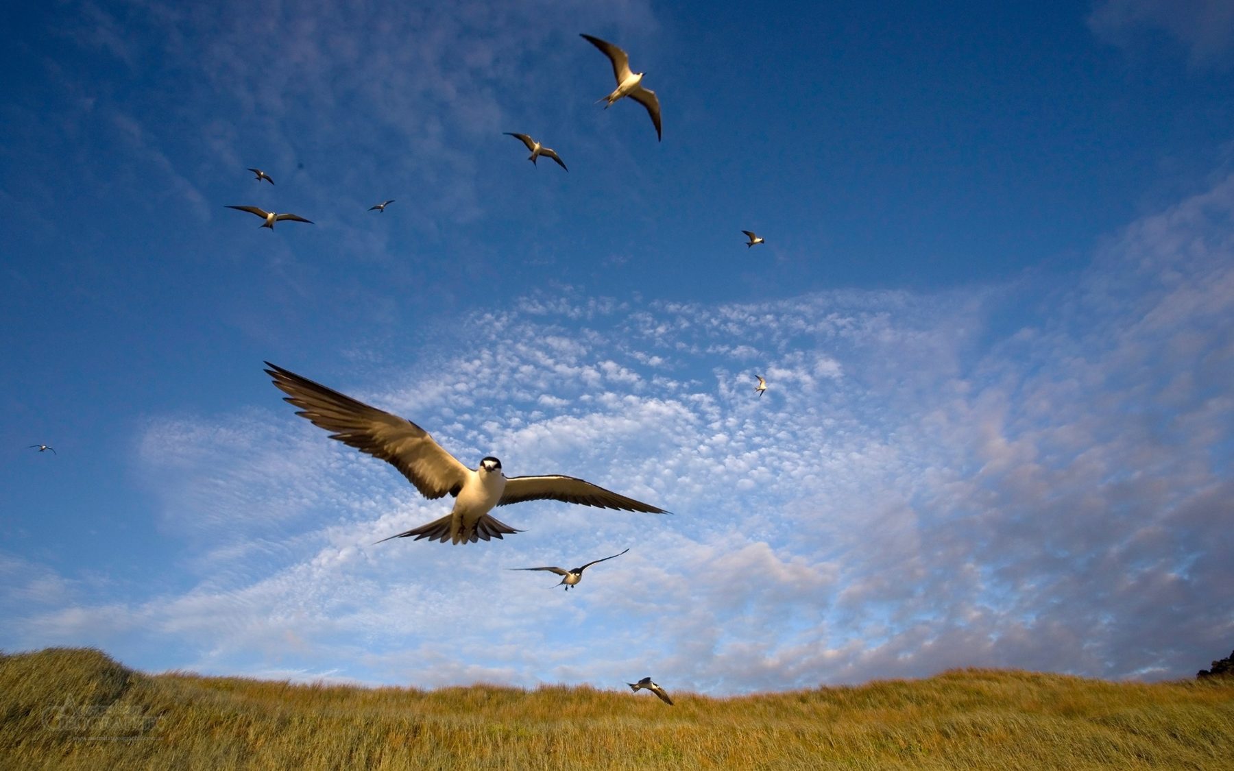 Lord Howe Island sooty terns Australian Geographic