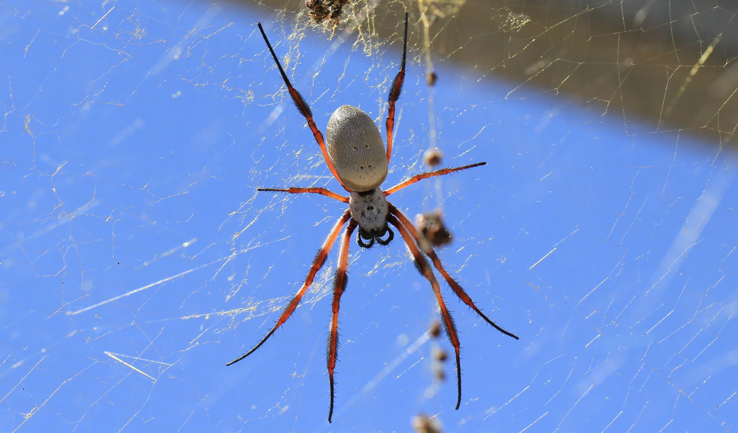 Golden Orb Weaving Spiders - The Australian Museum