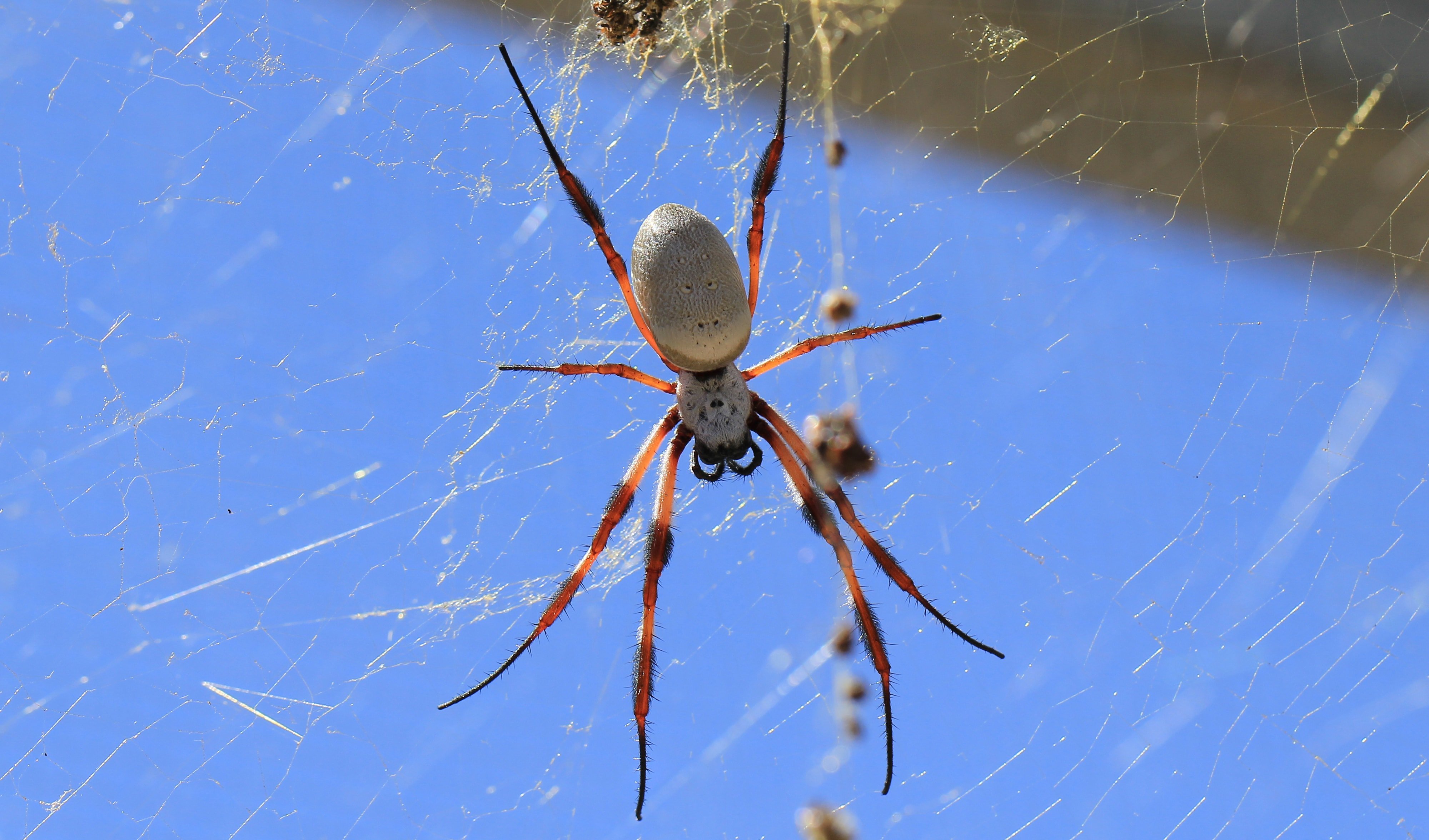 The tasty spider - Australian Geographic