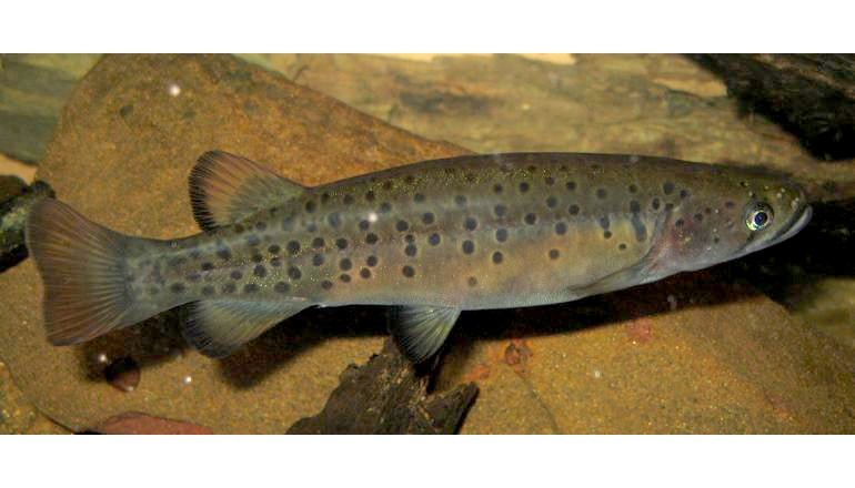 Spotted galaxis fish swims in just two rivers - Australian Geographic