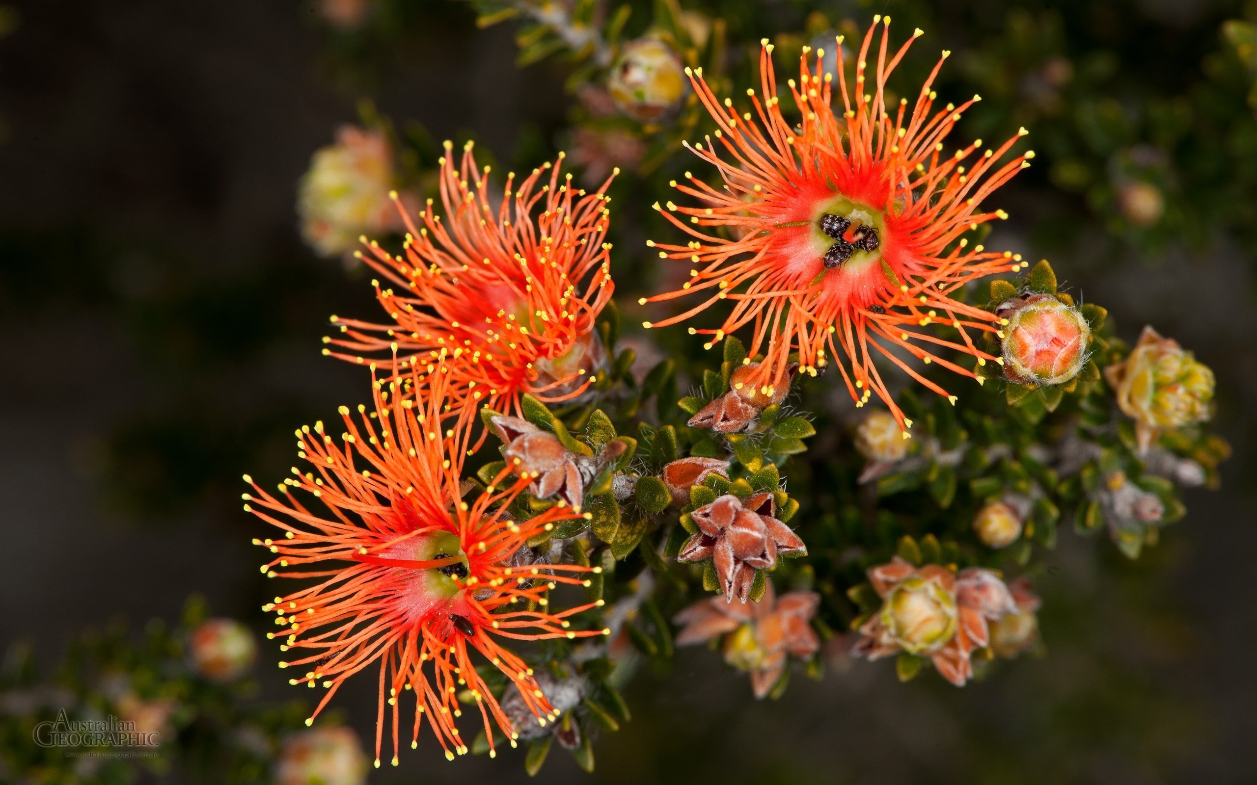 Sticky Eremaea wildflower Australian Geographic