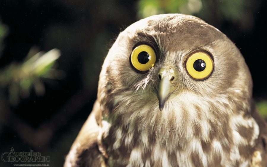 A barking owl