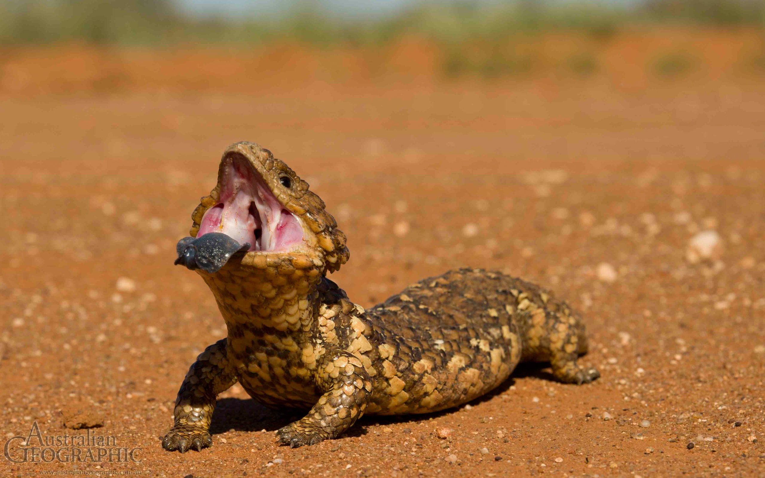 Shingleback lizard, New South Wales Australian Geographic