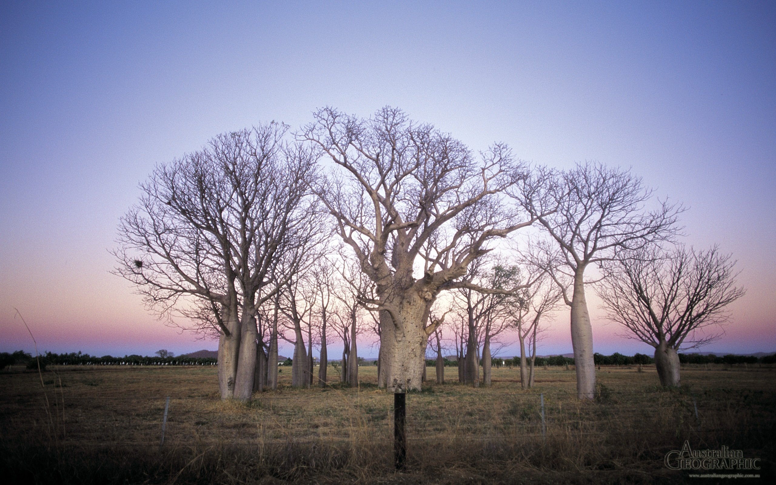 Boab trees The Kimberley Western Australia - Australian 