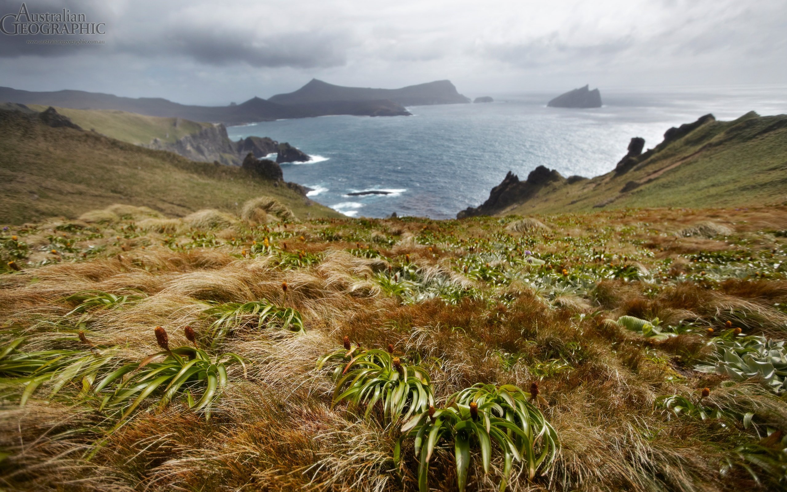 Campbell Island, subantarctic Australian Geographic