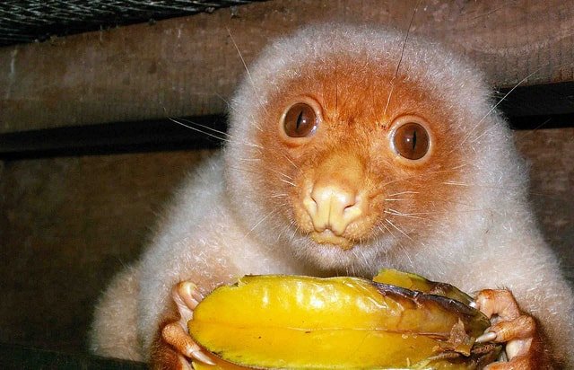 Common Spotted Cuscus A Marsupial Furball Australian Geographic