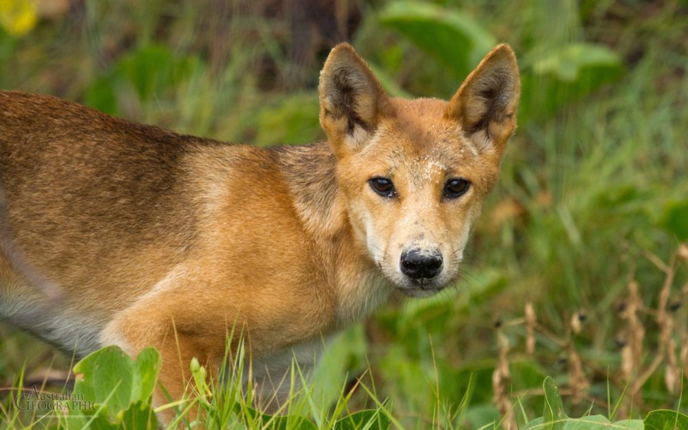 dingo-fraser-island-queensland-australian-geographic