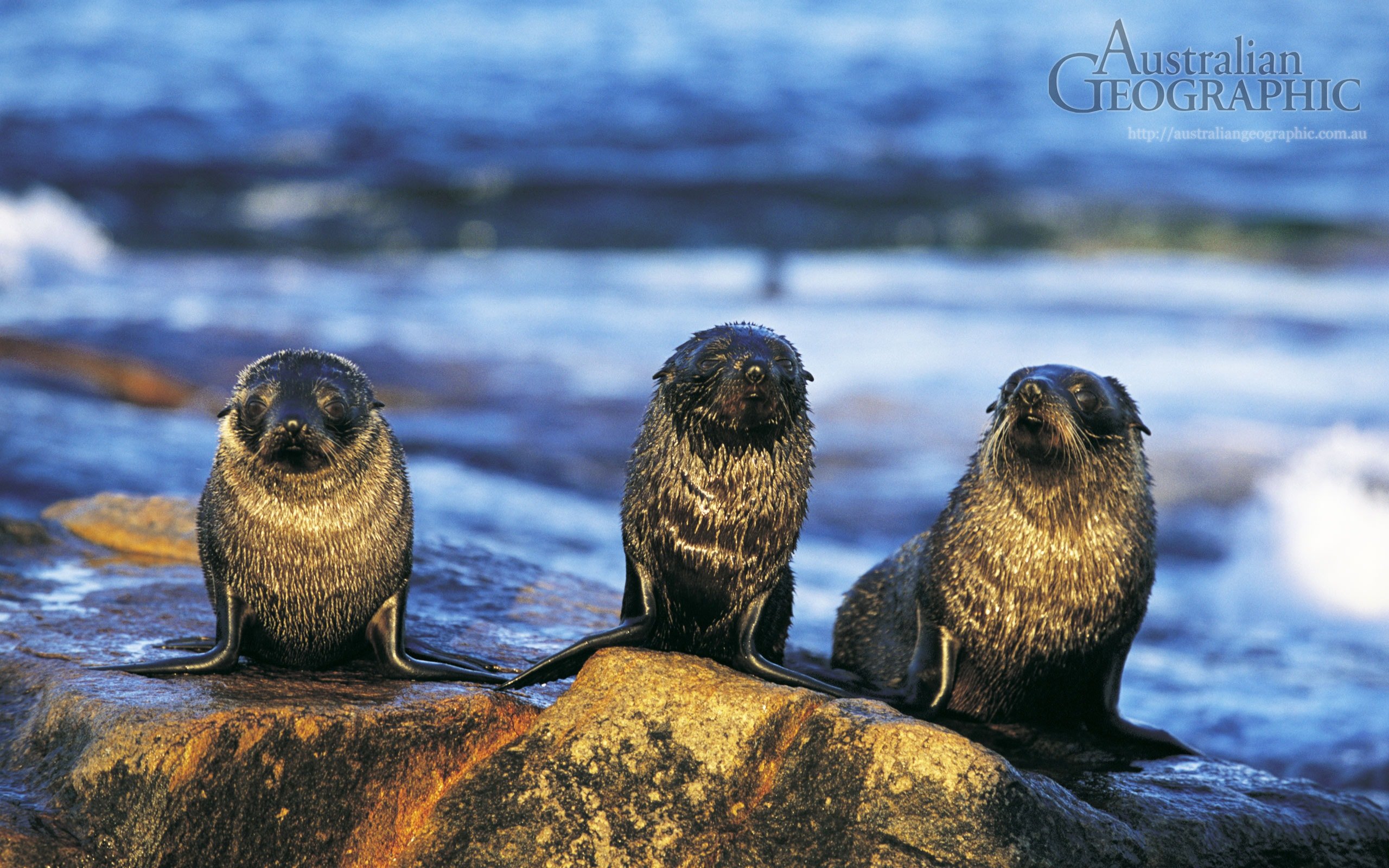 Images of Australia Fur seal pups Australian Geographic