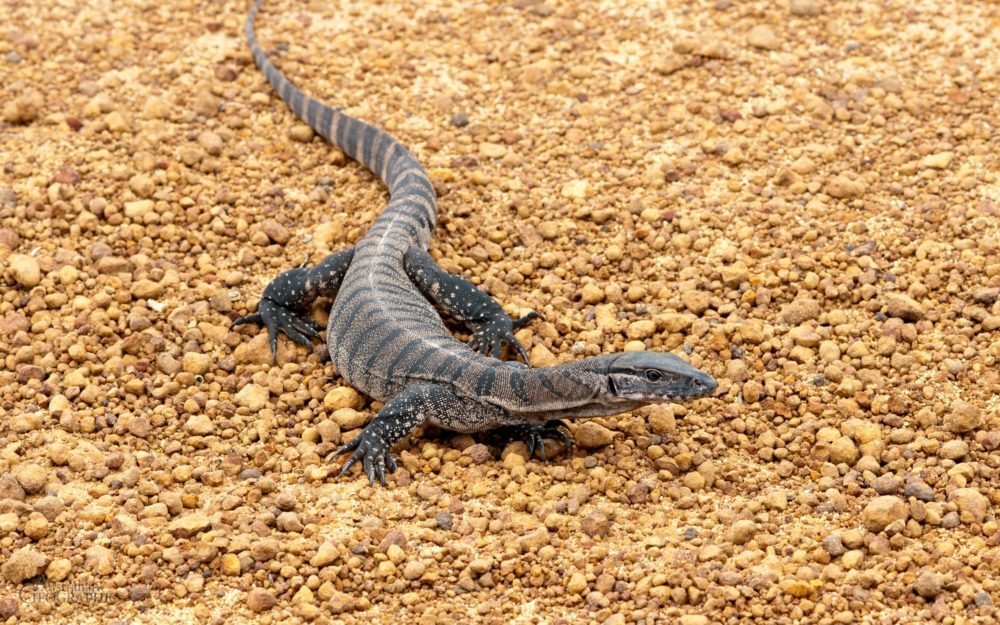 Goanna Australian Geographic