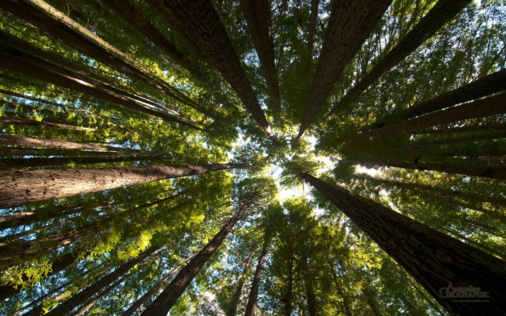 Redwoods, Victoria Australian Geographic