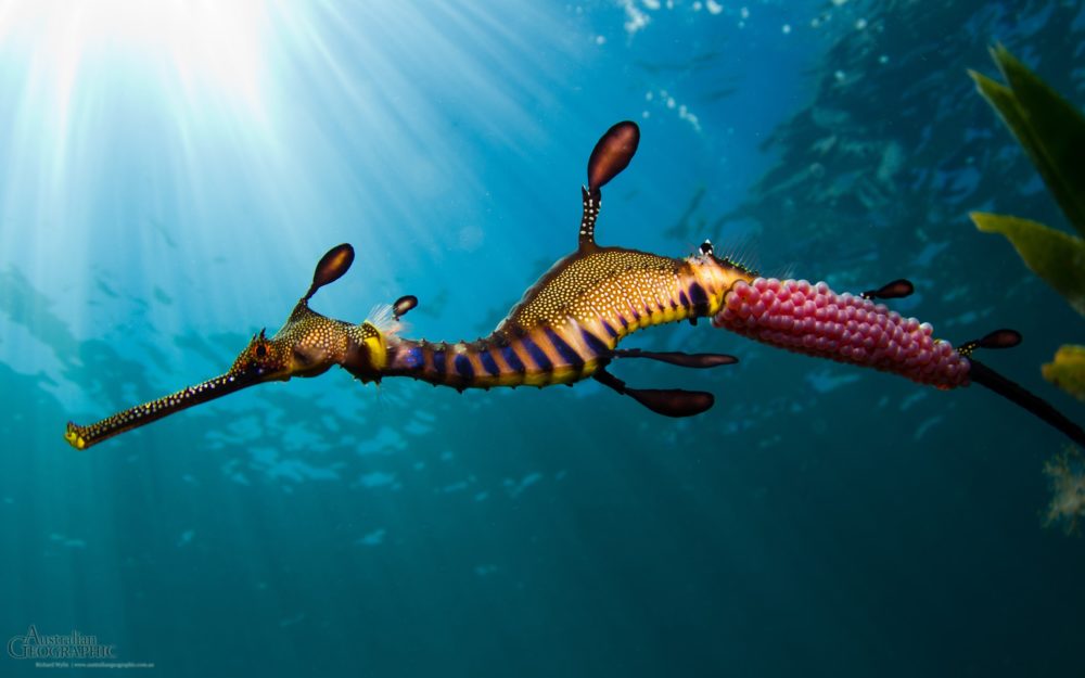 Weedy seadragon (Phyllopteryx taeniolatus) Australian Geographic