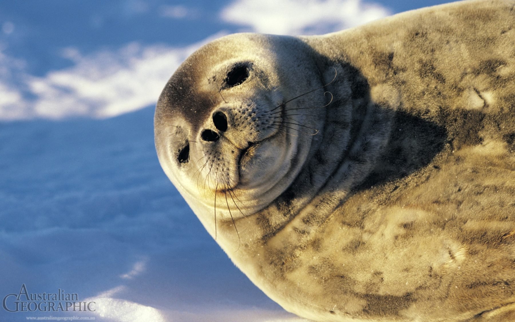 Images of Australia: Weddell seal in the snow Australian Geographic Images of Australia: Weddell seal in the snow Australian Geographic