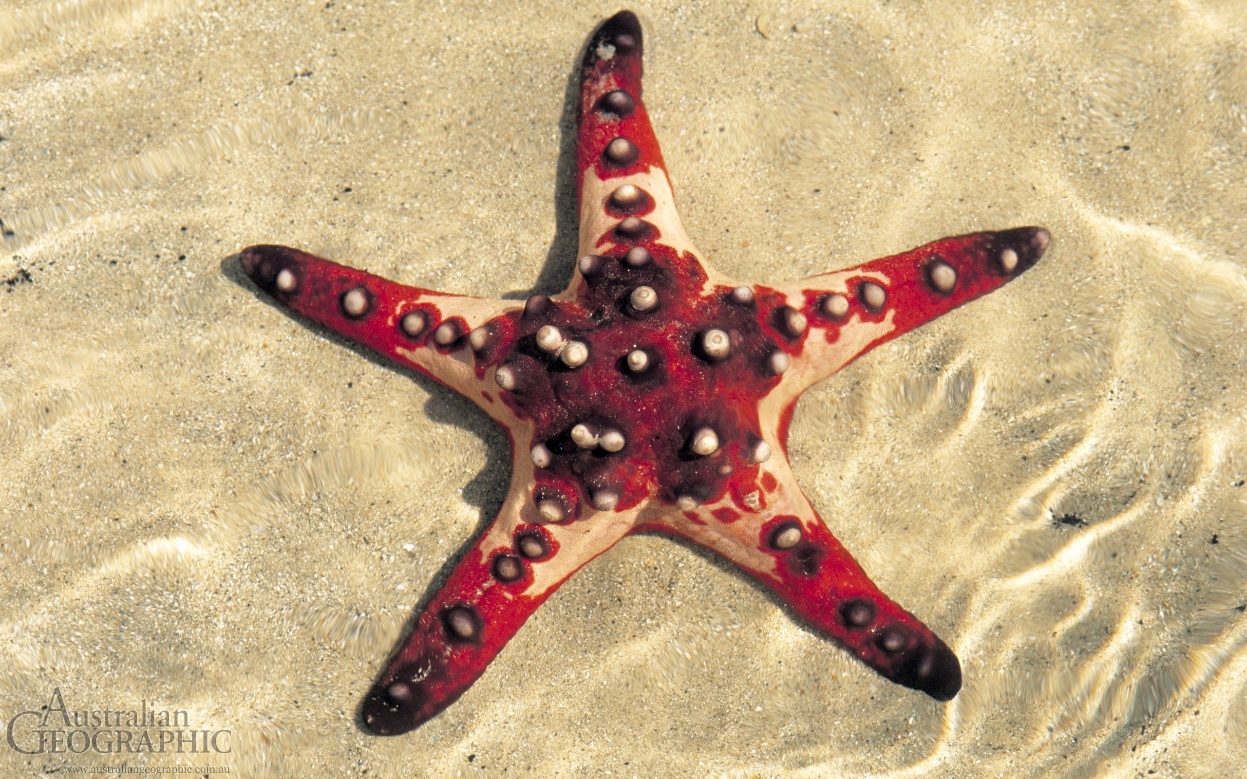 Chocolate chip starfish Australian Geographic