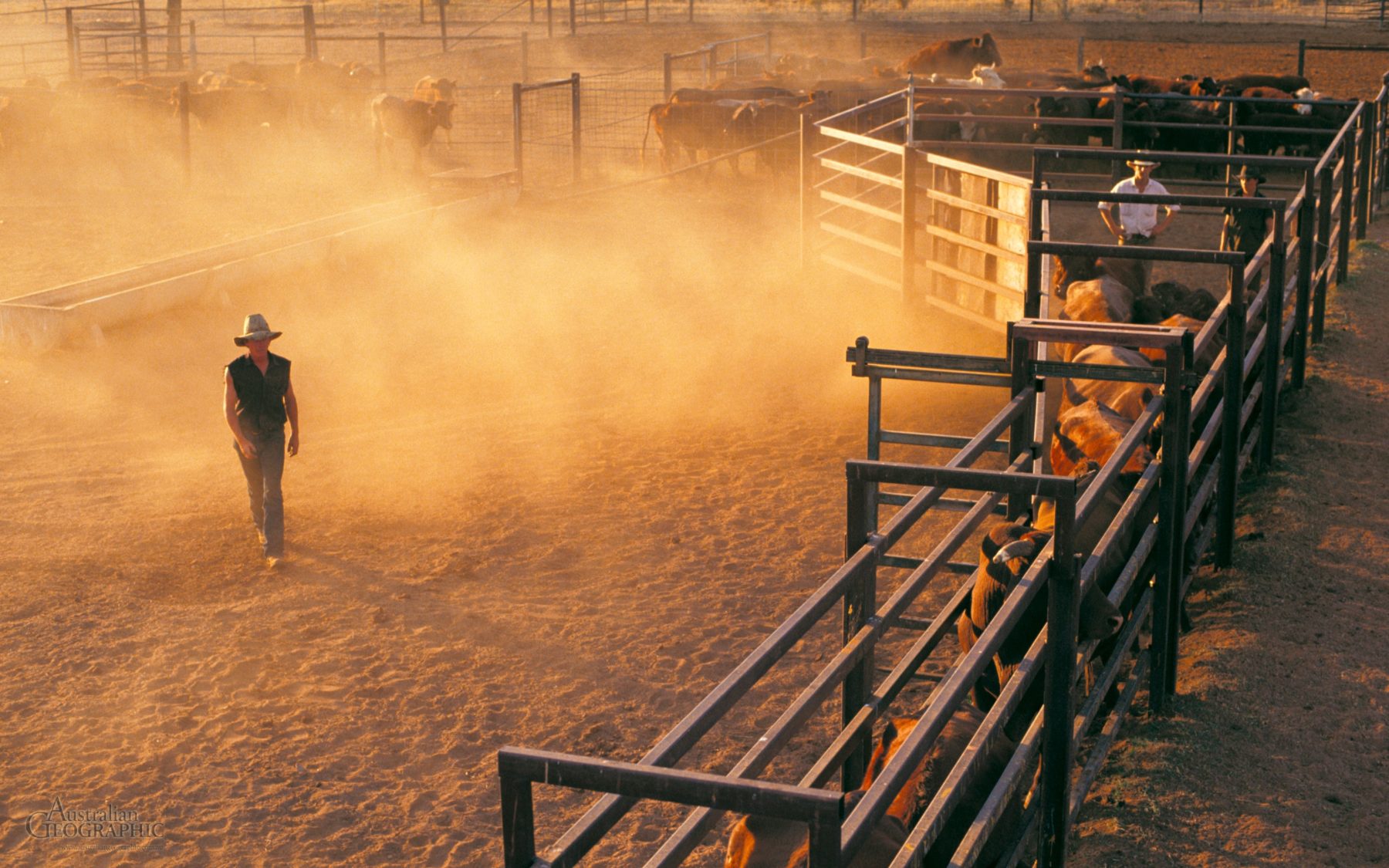 Stockman, Northern Territory Australian Geographic
