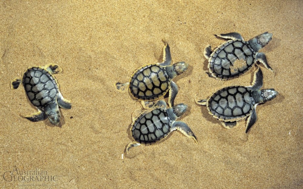 Images of Australia Flatback turtle hatchlings Australian Geographic