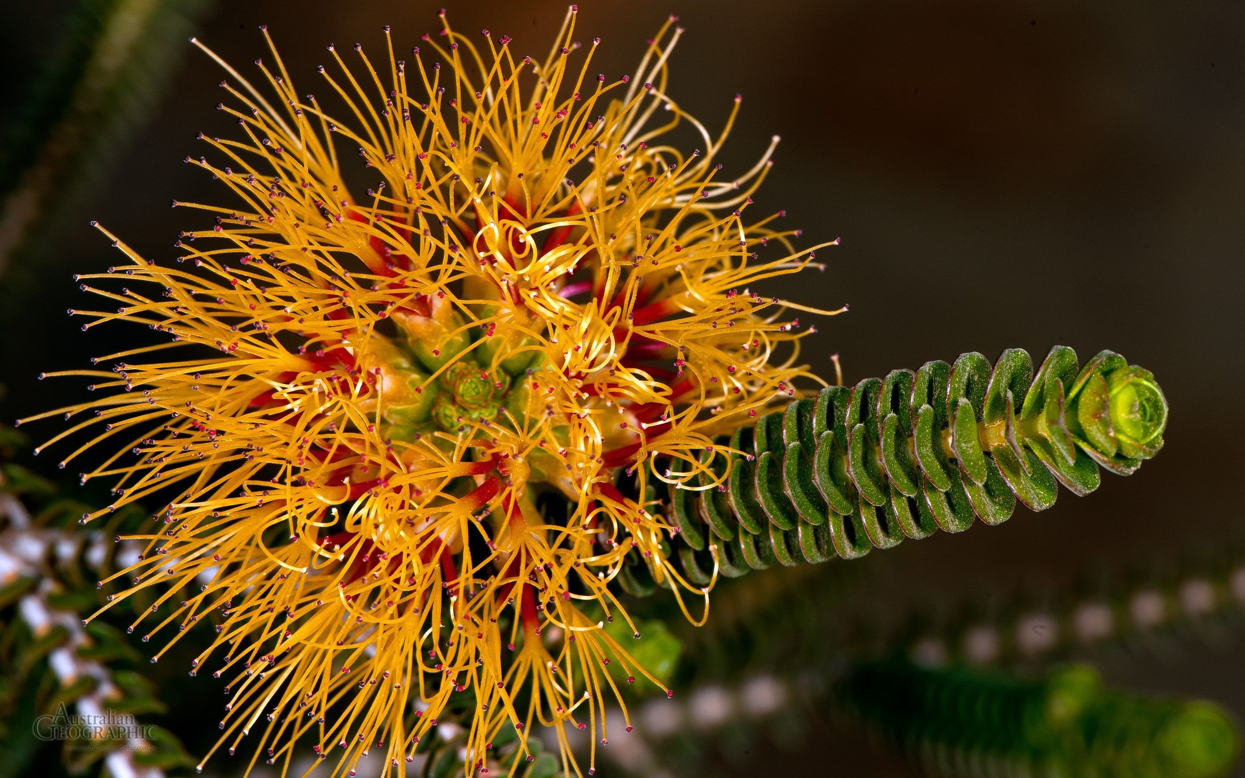 Yellow bottlebrush Australian Geographic