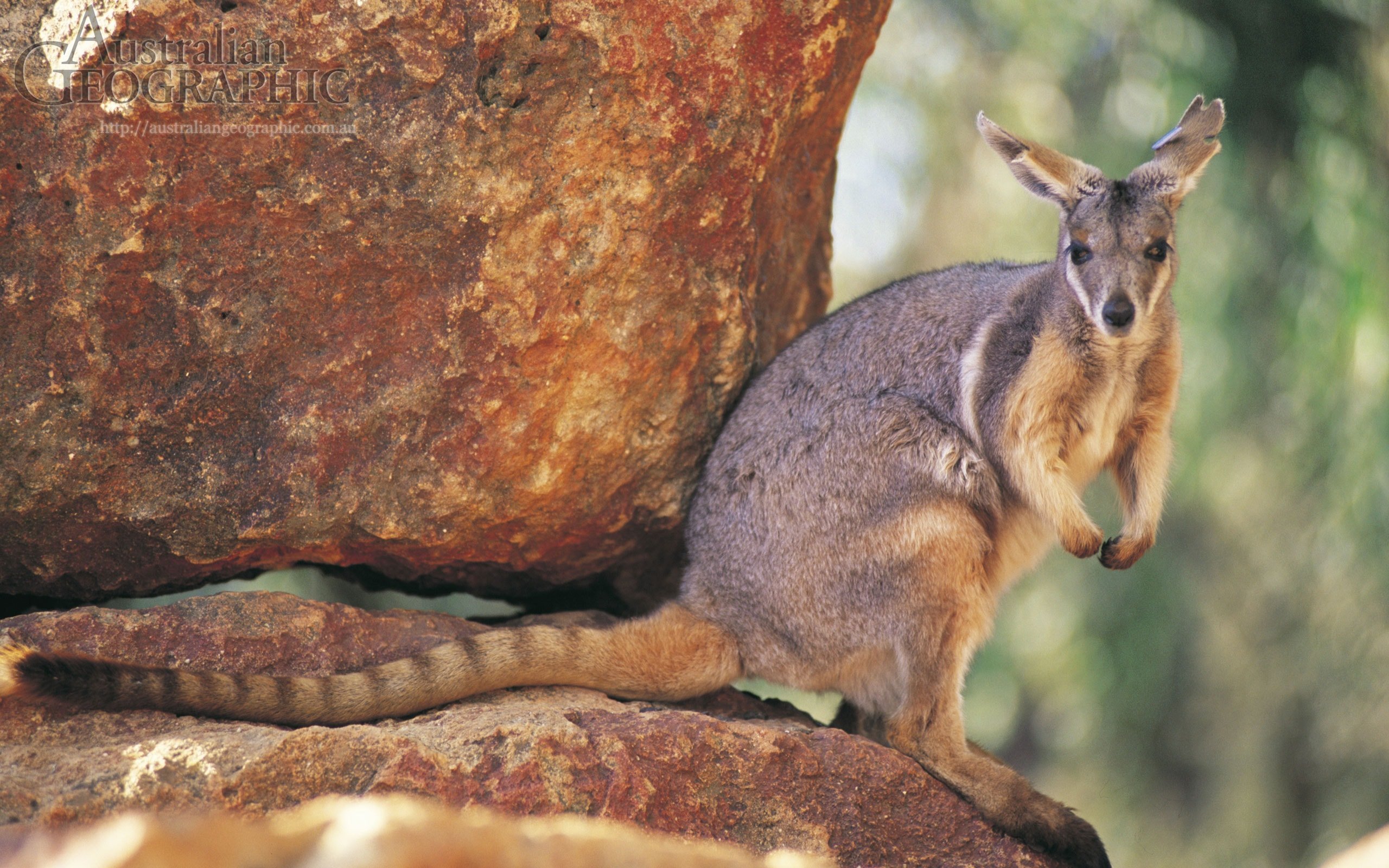 Images of Australia Yellowfooted rock wallaby Australian Geographic