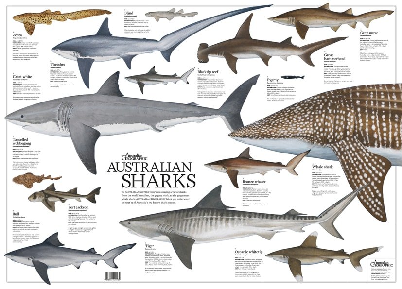 Shark Species Poster