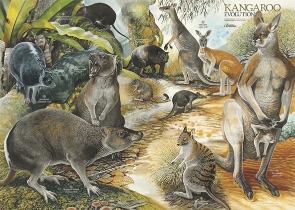 kangaroo-evolution-poster-folded-australian-geographic