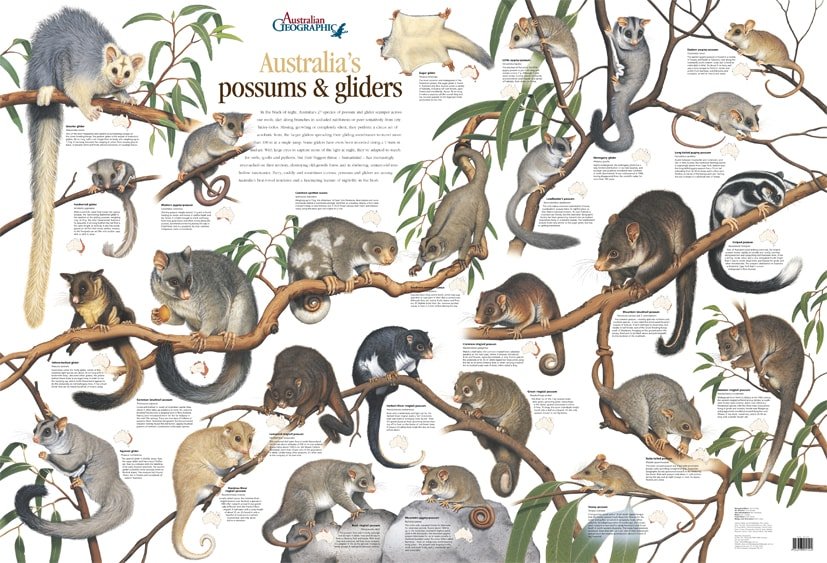 A guide to all 27 species of Australia's possums and gliders