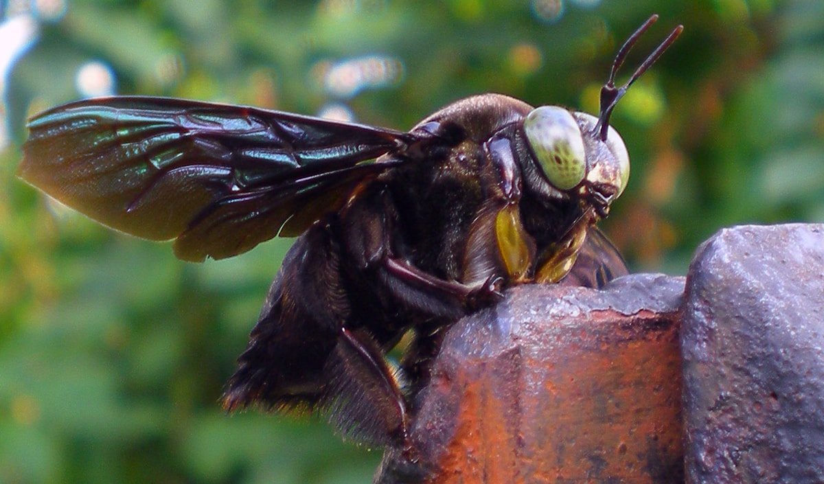 This huge black bee is a gentle giant - Australian Geographic