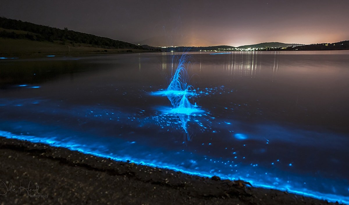 What is bioluminescence?